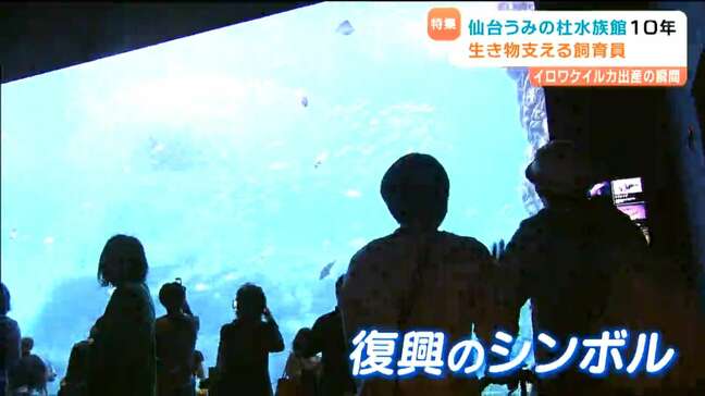 イロワケイルカの誕生、白いウニ…「仙台うみの杜水族館」開業10年をともに歩んだベテラン飼育員|TBS NEWS DIG