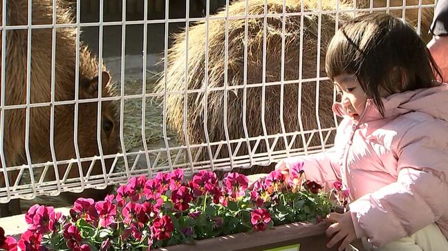 “恋人たちの花フェス”  動物と花を楽しんで　カピバラ飼育舎そばなど 池田動物園内6か所で冬の花展示【岡山】|TBS NEWS DIG