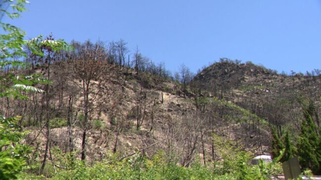 鎮火から約3か月半 ようやく県道・長谷小串線の通行止め解除 岡山県南部で発生した山林火災現場は今【岡山】|TBS NEWS DIG