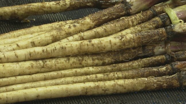 繊維柔らかで調理楽々!「菊池水田ごぼう」の出荷が最盛期 熊本・菊池|TBS NEWS DIG