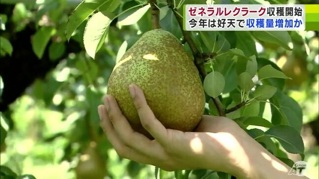 高級洋ナシ「ゼネラルレクラーク」の収穫が日本一の産地・青森県南部町で始まる「ソフトボール」よりも大きく成長・収穫量の増加も見込まれる|TBS NEWS DIG