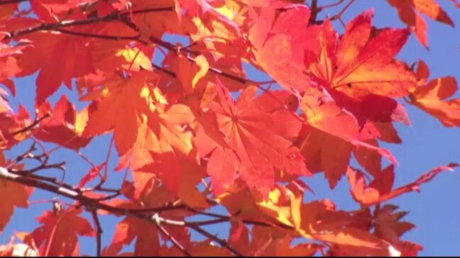 白山白川郷ホワイトロード “紅葉前線”がじわじわと 白山と紅葉のコラボも見どころ|TBS NEWS DIG