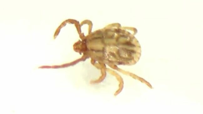 血液吸う機会を狙っている… 感染症=SFTSを媒介することもある「マダニ」専門家に生息場所やかまれた時の対処法を聞いた|TBS NEWS DIG