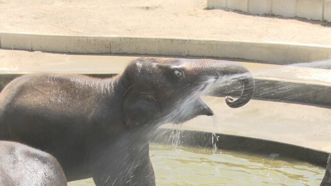 水浴びや保冷剤に氷漬けのエサも　のんほいパークで動物たちの暑さ対策　人気トップのレッサーパンダは24時間冷房完備の部屋に　愛知・豊橋市|TBS NEWS DIG