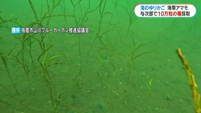 「海のゆりかご」アマモ再生プロジェクト 海に潜って約10万粒の種を採取「気候変動に歯止めをかけたい」 鹿児島|TBS NEWS DIG