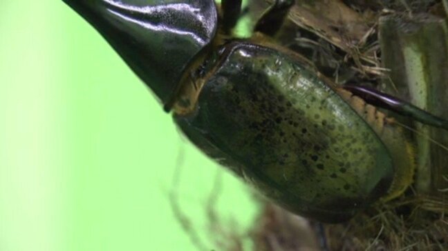 エミフルMASAKIに世界のカブトムシ・クワガタ30種類が大集合 愛媛・松前町|TBS NEWS DIG