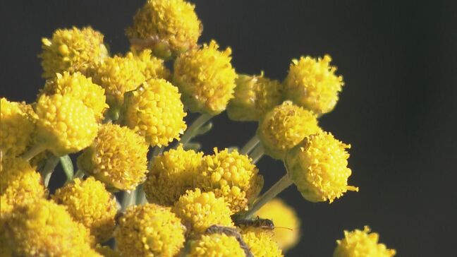 黄色く小さな花 準絶滅危惧種「キノクニシオギク」が見頃 三重・熊野市|TBS NEWS DIG