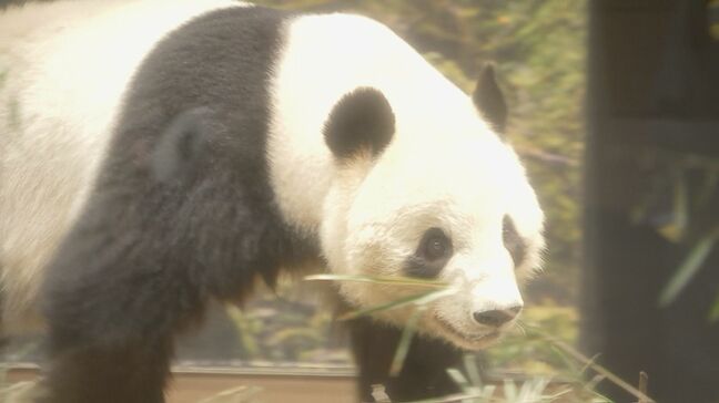 上野の双子パンダ 中国への返還に向け、今月27日に日本を出発　翌日に中国・四川省のジャイアントパンダ保護研究センターへ|TBS NEWS DIG