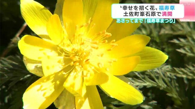 地域の人たちの「温かさ」に守られ…高知県土佐町で『福寿草』が満開|TBS NEWS DIG