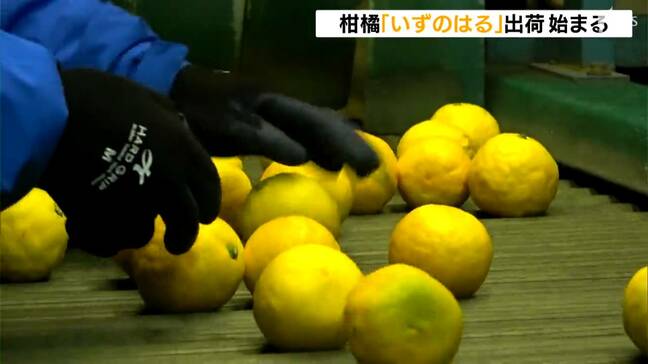 「黄色い柑橘ですけど味の方はいい」河津町で柑橘「いずのはる」の出荷始まる＝静岡・河津町|TBS NEWS DIG