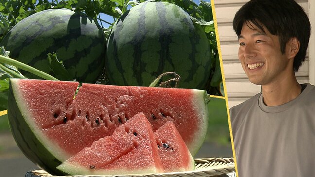 岩手県内有数のスイカの産地で特産の「滝沢スイカ」が収穫最盛期 今年の味は?猛暑や少雨の影響は?|TBS NEWS DIG