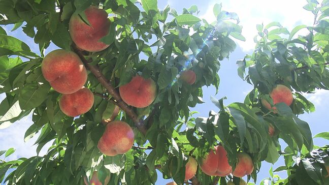 「モモ買いに来たの」県外から来た人も…福島の夏の味覚求め、直売所混雑|TBS NEWS DIG