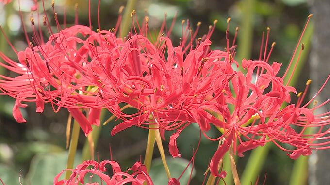 秋の風情を感じる赤い花の帯“ヒガンバナが見頃に”鰐鳴八幡宮　山口　|　山口のニュース・天気・防災｜tys NEWS｜ｔｙｓテレビ山口