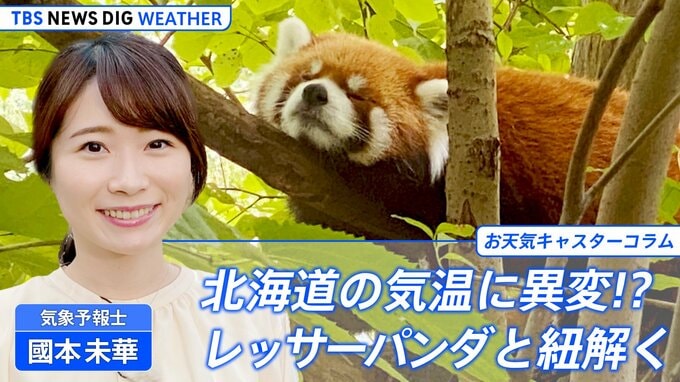北海道に異変！？～レッサーパンダと紐解く気候変動～【國本未華のお天気コラム】|TBS NEWS DIG