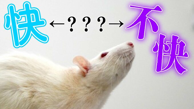 ネズミも「いろんな気持ち」で鳴いていた　若手研究者の気づきから定説に“新提案”|TBS NEWS DIG