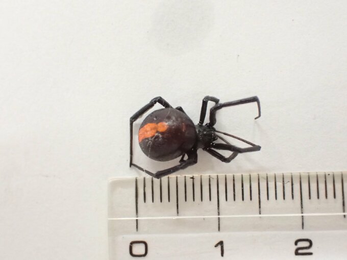 墓地でセアカゴケグモ３匹を発見　墓参者への注意喚起　広島･福山市|TBS NEWS DIG