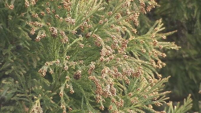 花粉症の人は要注意「花粉食物アレルギー症候群」　医師警鐘…花粉症と特定の果物・野菜でアレルギー症状　スギ・ヒノキアレルギーの場合「トマト」など|TBS NEWS DIG
