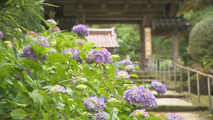 金沢の“あじさい寺”で3000株がもうすぐ見頃 参拝客で賑わう　|　石川県のニュース｜MRO北陸放送