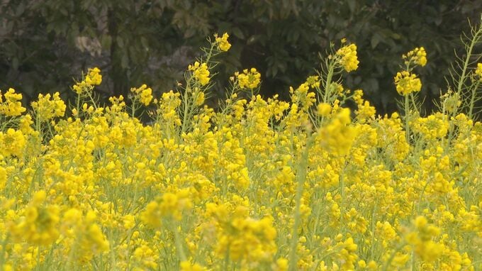 春を先取り 黄色いじゅうたん　菜の花見頃　山口・長門|TBS NEWS DIG