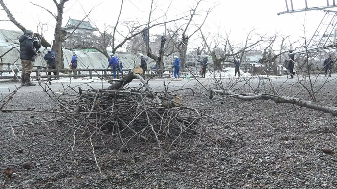 「豊かな花を咲かせて」桜の名所・弘前公園でせん定作業始まる　春を迎える準備着々と…　|　青森のニュース│ATV NEWS│青森テレビ