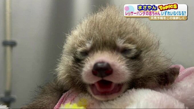 レッサーパンダの赤ちゃん こんなに可愛いのにいなくなっちゃうの！？その理由は…飼育員さんに聞いてみた　|　熊本のニュース｜RKK NEWS｜RKK熊本放送