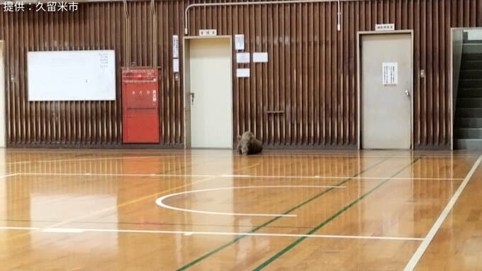 女児（4）がイノシシに襲われる　50代男性も負傷　|　福岡のニュース｜RKB NEWS｜RKB毎日放送