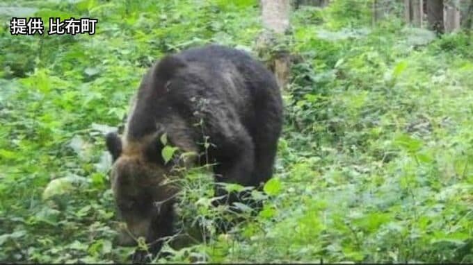 【クマ出没】登山道に設置されたカメラの前に…先月もふんなどが確認され登山道が閉鎖、6日に解除されたばかり　旭川市は再び閉鎖　北海道突哨山|TBS NEWS DIG