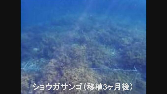 普天間「辺野古移設」大浦湾で移植したサンゴ一部死ぬ　専門家の言及はなし　|　沖縄のニュース｜RBC 琉球放送