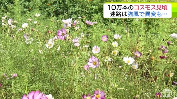 10万本の「コスモス」見頃に 一方で人気のコスモス迷路では強風による