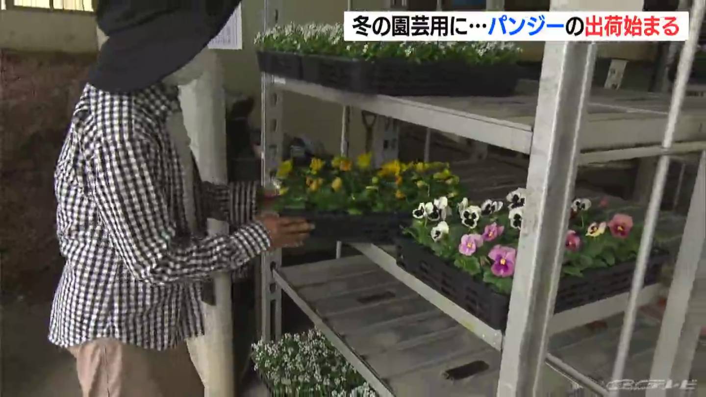 冬の花 パンジーの出荷始まる 時期をずらして種まきし花を切らさない工夫 18種類 三重 紀北町 Tbs News Dig 1ページ