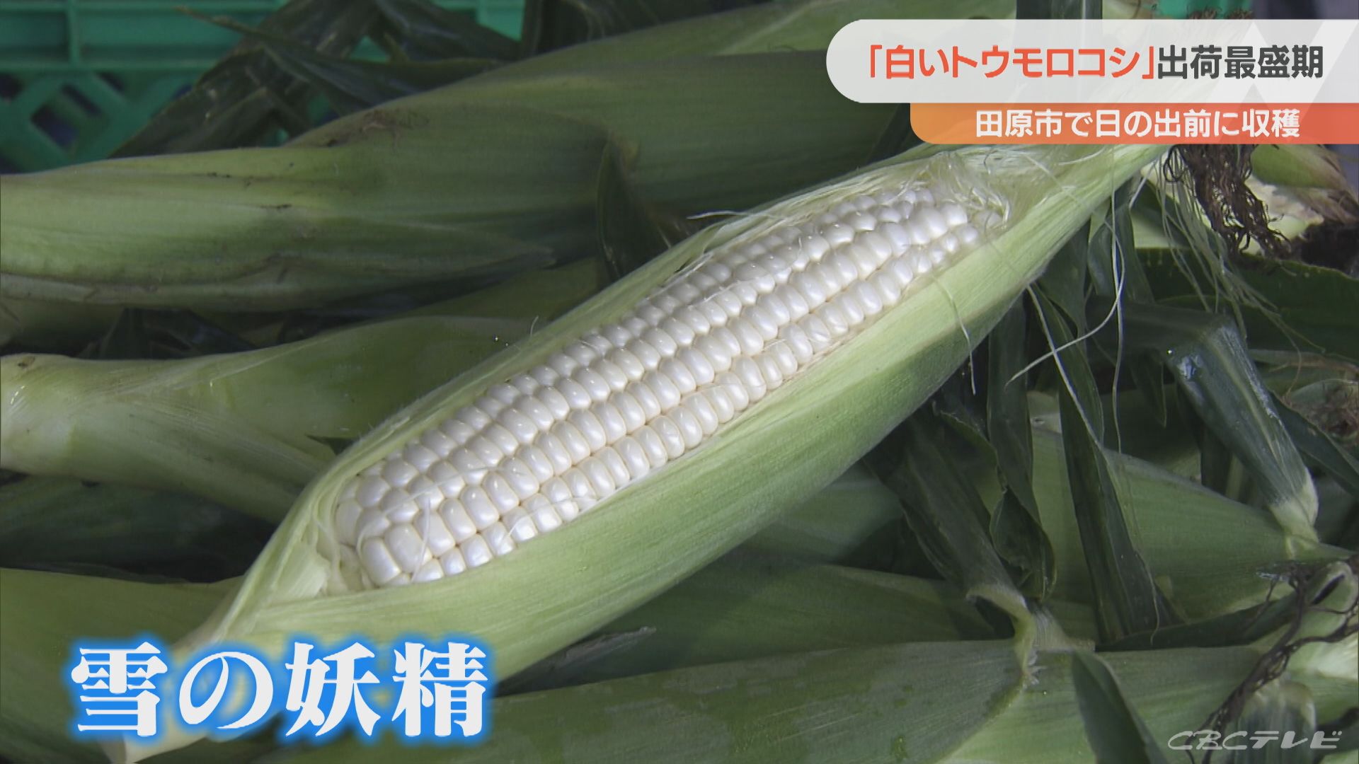白いトウモロコシは「ぜひ生で食べてほしい」と生産者　愛知・田原市の「雪の妖精」　午前4時から収穫作業