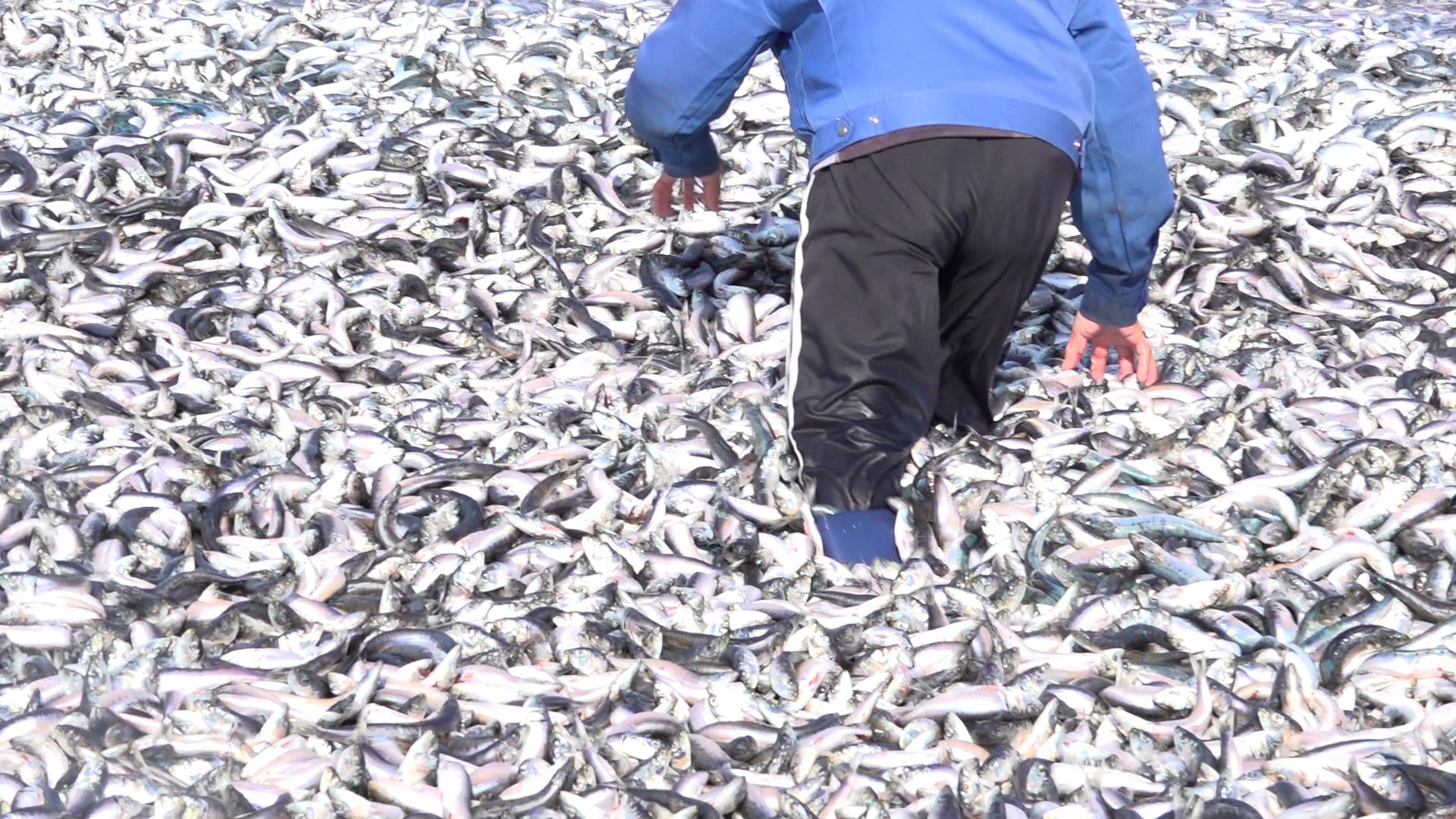 今度は“イワシ”が大量漂着 原因不明なので「触ったり拾ったりしないで!」新潟県糸魚川市 | TBS NEWS DIG