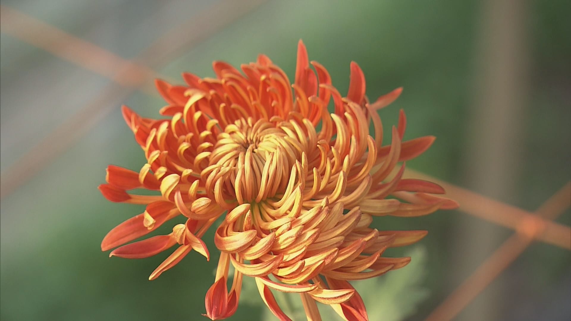 巨大健康な紅花マユハケオモト6寸3本足付き信楽焼10月9日(木)開花現在 飛騨マム”の出荷最盛期 直径20センチの花が咲く西洋菊「夏は暑かった