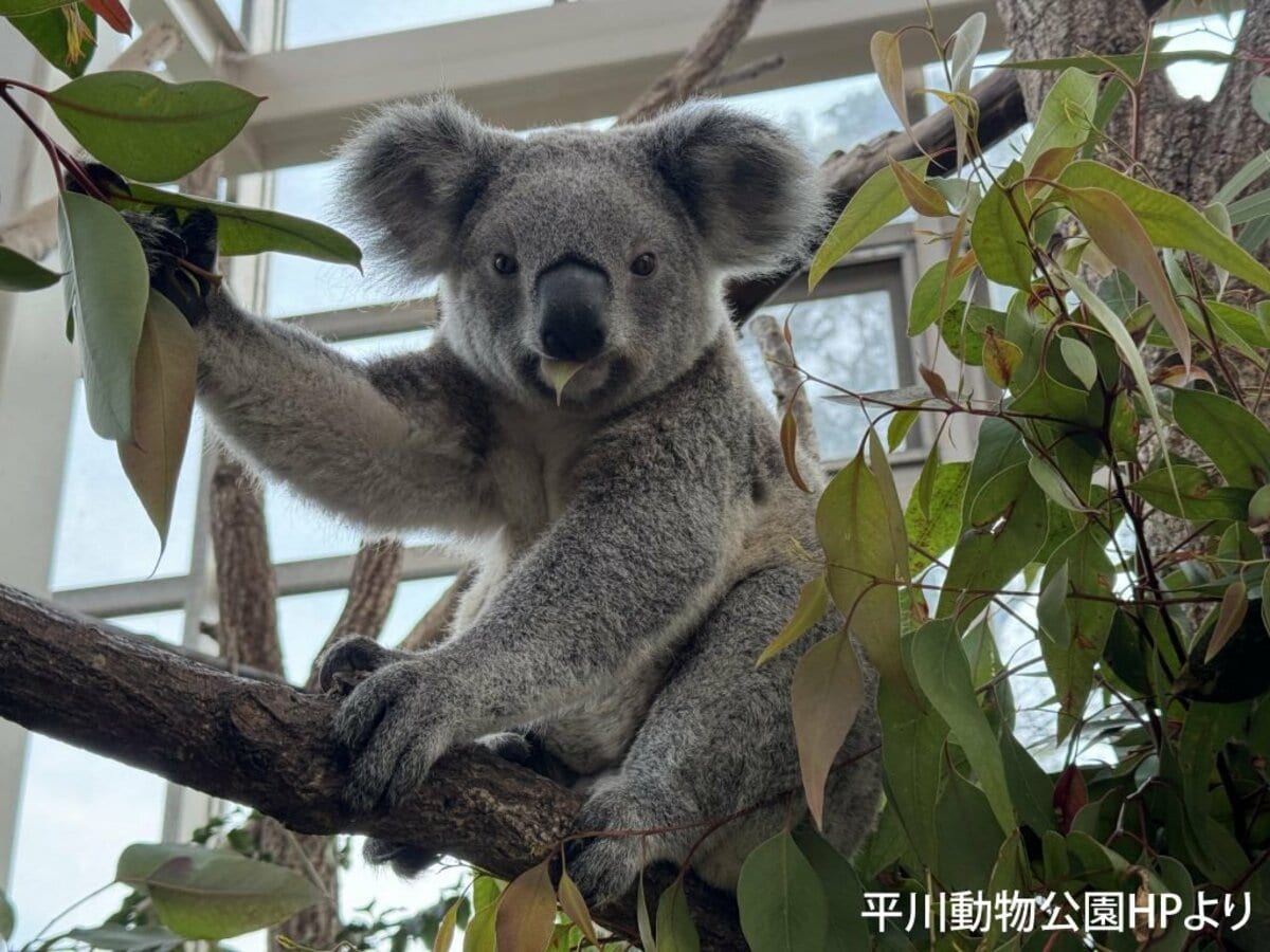 平川動物公園のコアラ「チャーボウ」死ぬ　2歳8か月「神経系に何らかの異常か」　鹿児島市