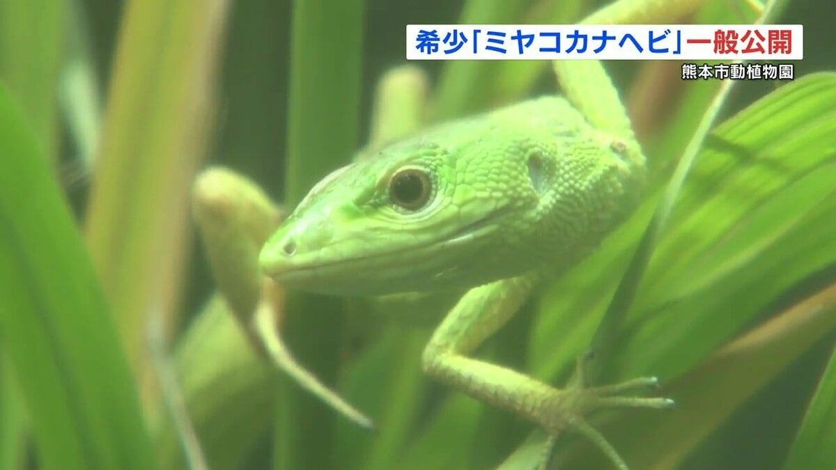 宮古島だけに生息 “ミヤコカナヘビ” 一般公開スタート 飼育の動物園は