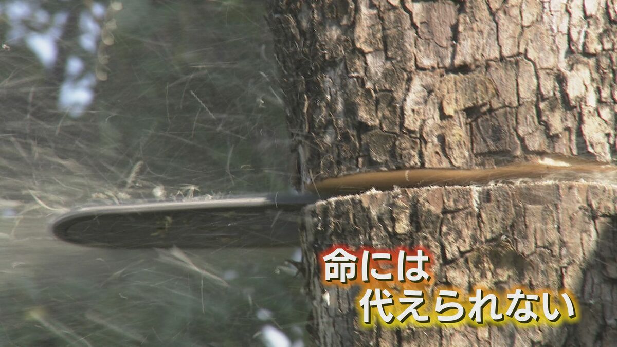 40年間育てた柿の木を伐採…「家族のようなものだった」83歳で苦渋の 40年間育てた柿の木を伐採…「家族のようなものだった」83歳で苦渋の