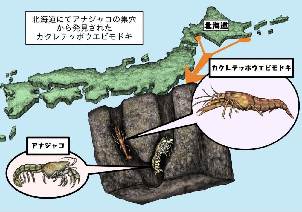 京大・高知大のチームがアナジャコの巣穴で日本初記録の生き物を偶然発見！和名「カクレテッポウエビモドキ」を提唱