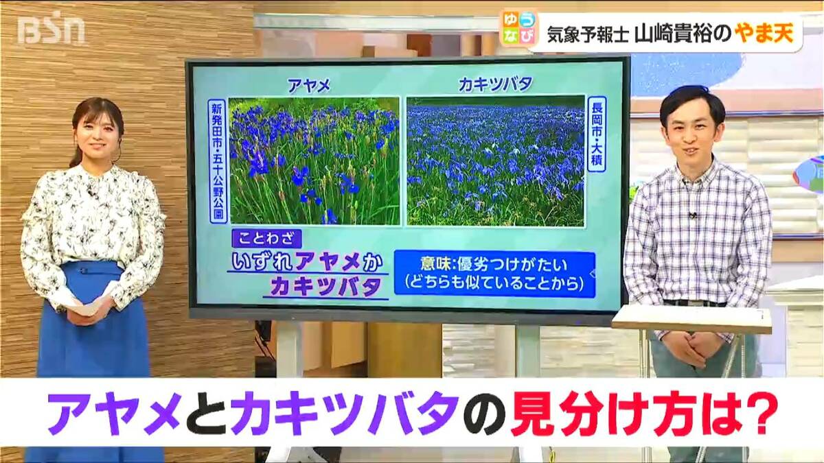 サムネイル_『いずれアヤメかカキツバタ』どちらがアヤメでどちらがカキツバタ?その見分け方は“花の中央”
