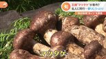 秋の味覚「キノコ」マツタケ＆たもぎ茸＆生キクラゲ　おいしい食べ方は？|TBS NEWS DIG