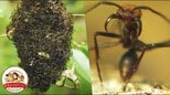 超危険生物「グンタイアリ」は“超個体”「あいつらは1つのコロニーで1つの個体」って、どういうこと?(どうぶつ奇想天外/WAKUWAKU)|TBS NEWS DIG