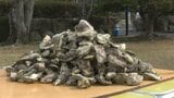 大量死にプランクトン発生…逆境乗り越え「牡蠣まつり」盛況 愛媛・愛南町|TBS NEWS DIG