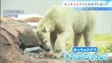 【涼むホッキョクグマ】天王寺動物園の“ホウちゃん”にリンゴ入りの特製氷をプレゼント！|TBS NEWS DIG