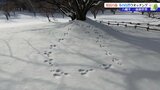 春を待つ木々や動物の足跡など 県民の森でスノーシューを履いて自然ウオッチング 岩手・八幡平市 |TBS NEWS DIG