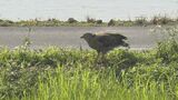 11月から3月はカンムリワシの活動が活発に 石垣島の観察会で4羽を確認|TBS NEWS DIG