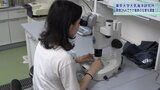 サケ稚魚の生態解明へ 「環境DNA」を研究 岩手・大槌町にある東京大学の研究所|TBS NEWS DIG