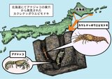 京大・高知大のチームがアナジャコの巣穴で日本初記録の生き物を偶然発見!和名「カクレテッポウエビモドキ」を提唱 | 高知のニュース・天気|KUTV NEWS | KUTVテレビ高知