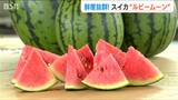 2年で3倍!スイカ大好き新潟県の新しい“小さな主役”『Niigataルビームーン』はかなり甘い!!|TBS NEWS DIG