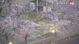 満開、早くも散り始めも…鹿児島の「桜」開花状況は? | 鹿児島のニュース|MBC NEWS|南日本放送