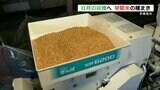 天草地方 8月ごろの収穫を見込んだ『早期米の種まき』始まる 熊本 | 熊本のニュース|RKK NEWS|RKK熊本放送