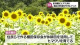 約6万本のヒマワリが咲く日南市の坂元棚田 訪れた人がヒマワリを自由に持ち帰ることができるイベント|TBS NEWS DIG